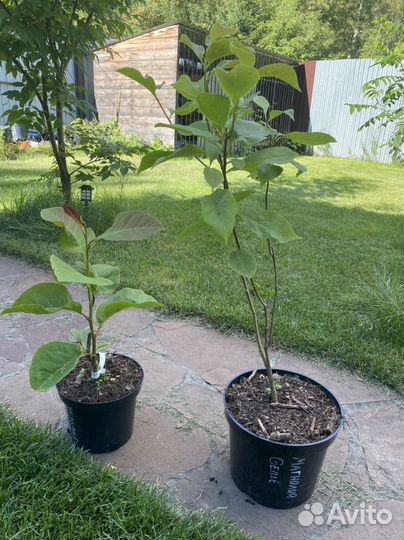 Саженцы магнолии