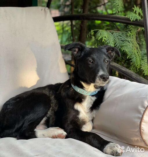 Щенок небольшой собачки