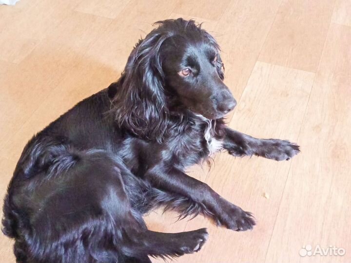 Русский охотничий спаниель вязка