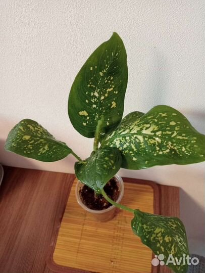 Диффенбахии, бамбук