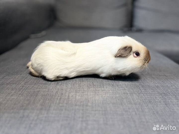 Самец Морской свинки для вязки