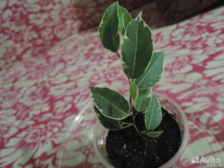 Фикус Бенджамина 