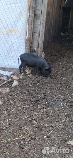 Продаются поросята