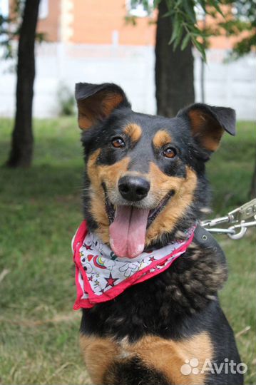 Собака Чарли в поисках дома