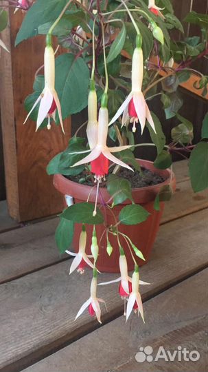 Фуксия Waternymph