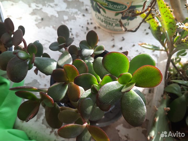 Каланхоэ толстянка опунция