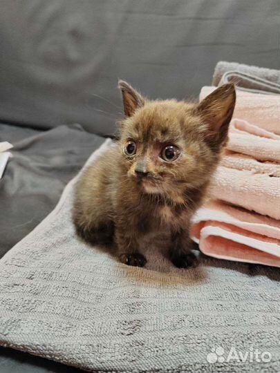 Котята в добрые руки бесплатно