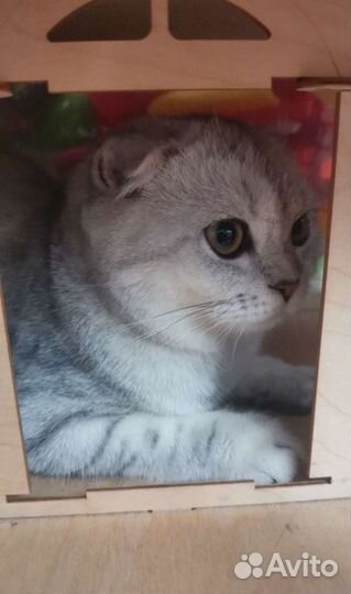 Шотландская вислоухая кошка