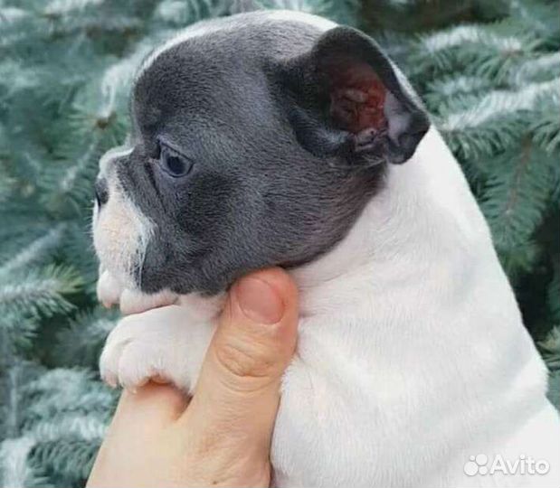 Французский бульдог щенки