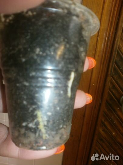 Диффенбахии Аврора и Дракон Скейл