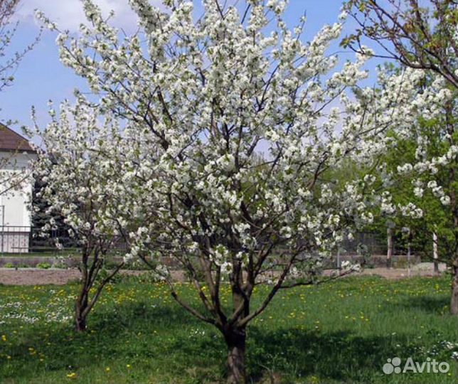 Кусты Родительской Вишни