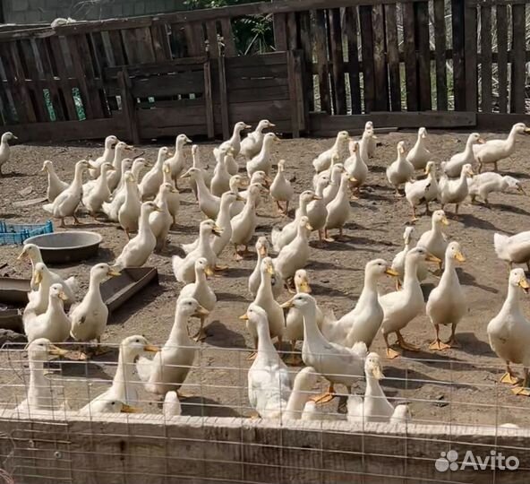 Утята подрощенные