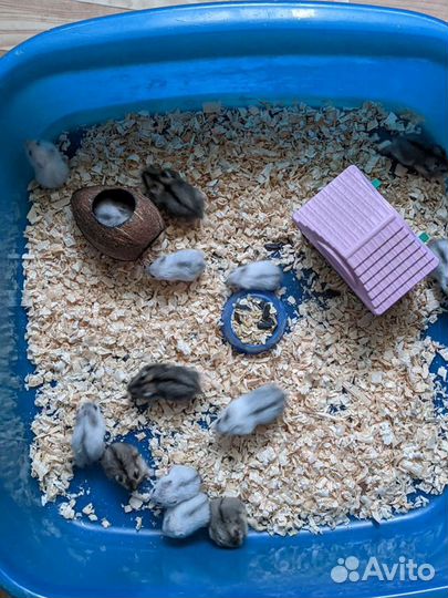 Джунгарский хомяк