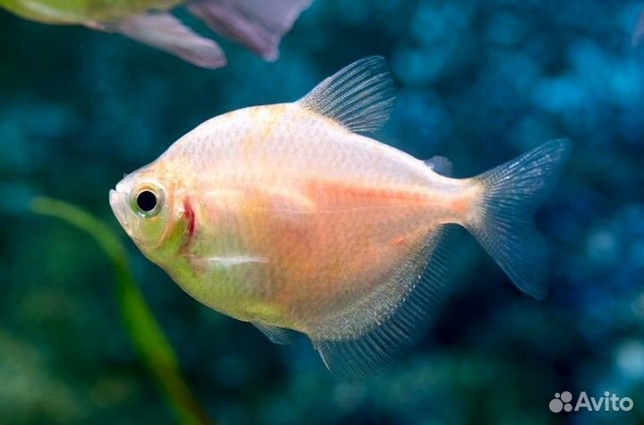 Тернеции генно модифицированные (карамельки)