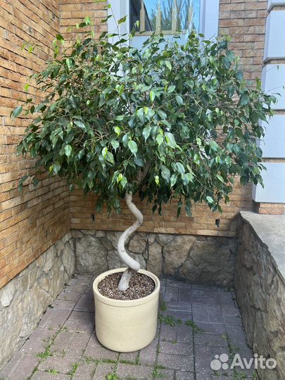 Фикус 2 метра в горшке
