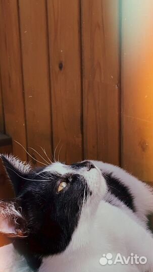 Передержка животных под ветеринарным контролем