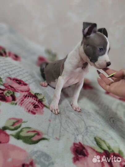 Стаффордширский терьер