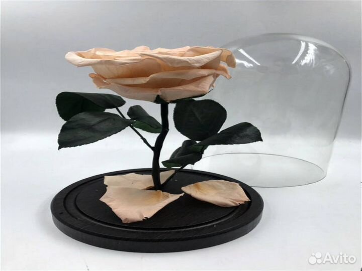 Роза в колбе Deluxe Персиковая