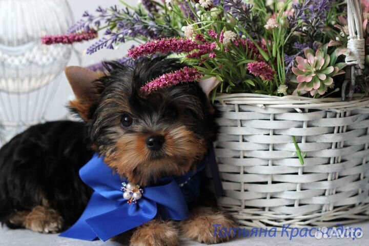 Щенки йорка РКФ. Полностью готовы к переезду