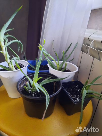 Комнатные растения