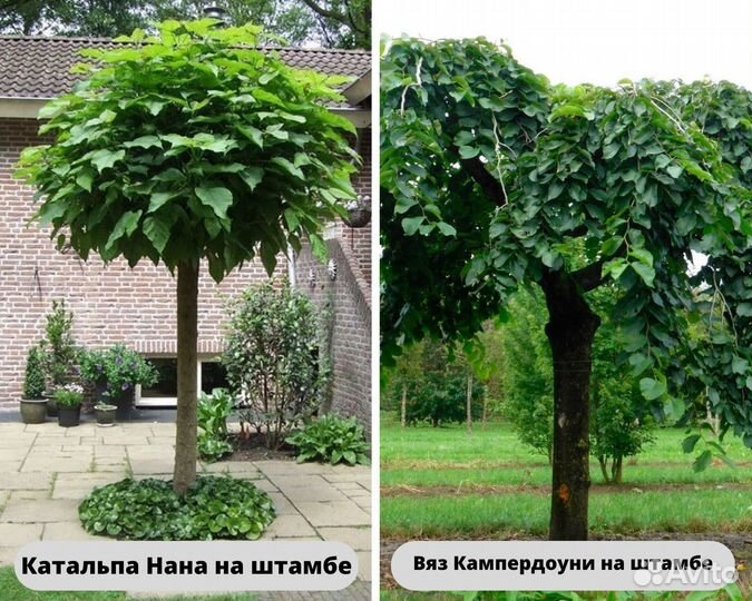 Растения на штамбе для вашего участка