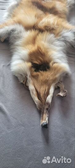 Шкуры лисы