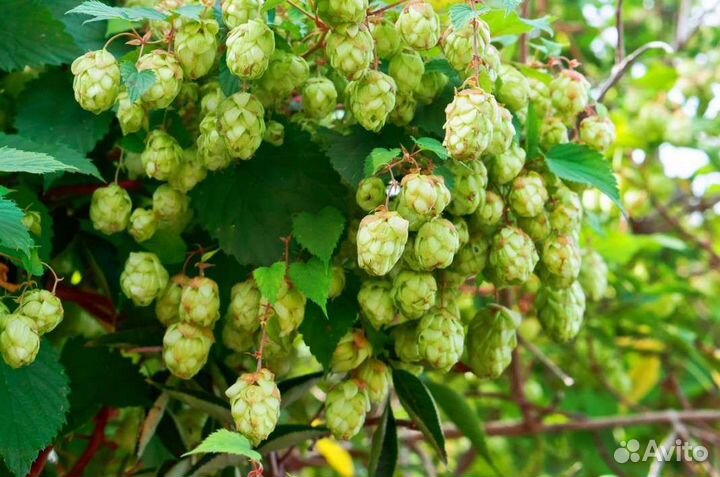 Шишки хмеля