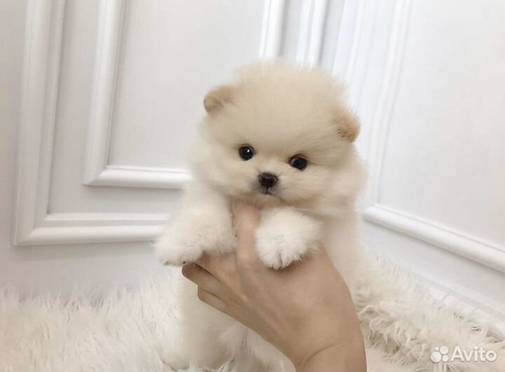 Супер мишки на дом шпицы померашки видео