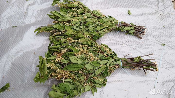 Черемуха цветущая в пучках. Запарки для бани