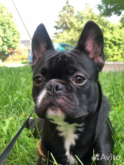 Французский бульдог кобель вязка