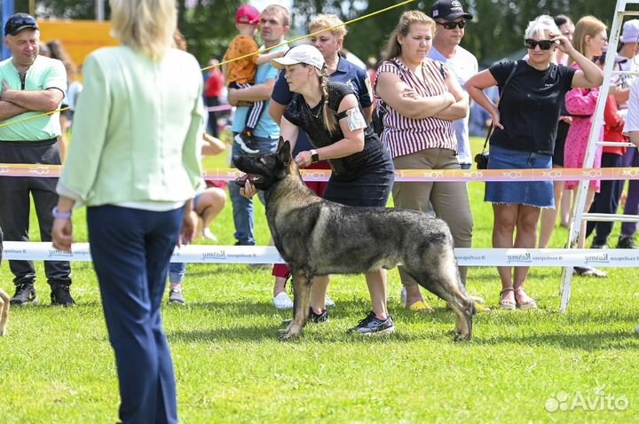 Вязка кобеля