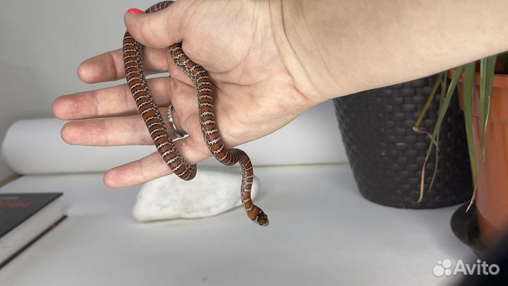 Королевская змея аризонская Lampropeltis knoblochi