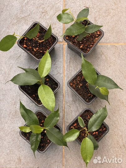 Фикус Бенджамина Наташа Даниель