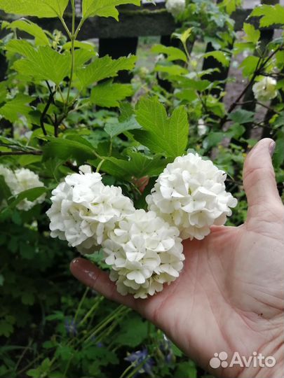 Калина бульденеж