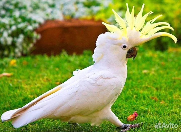 Какаду желтохохлый