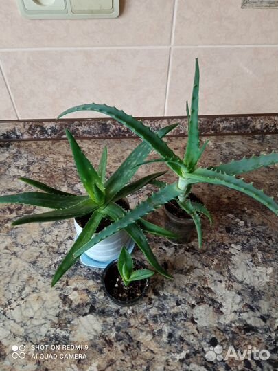 Комнатные растения - красивые и разные