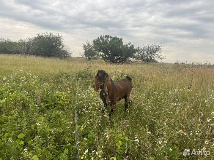 Козел на вязку нубо-каморик