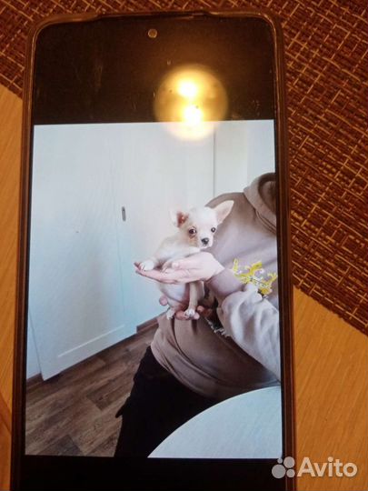 Чихуахуа, тойтерьеры, карликовые пинчеры Доставка