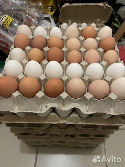 Домашние куриные яйца