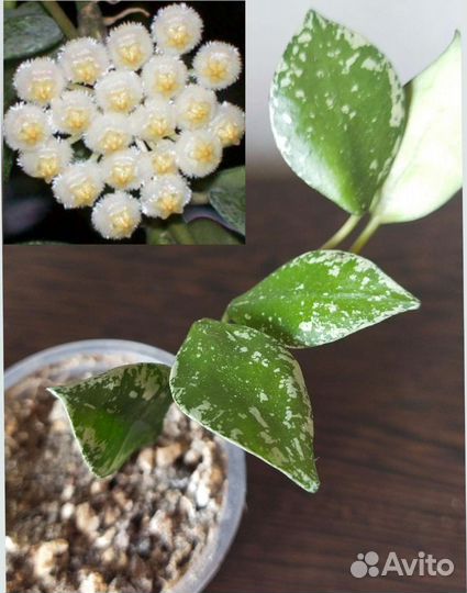 Хойи разные