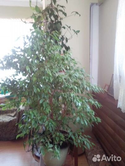 Фикус бенджамина пестролистный