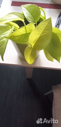 Сциндапцус голден неон