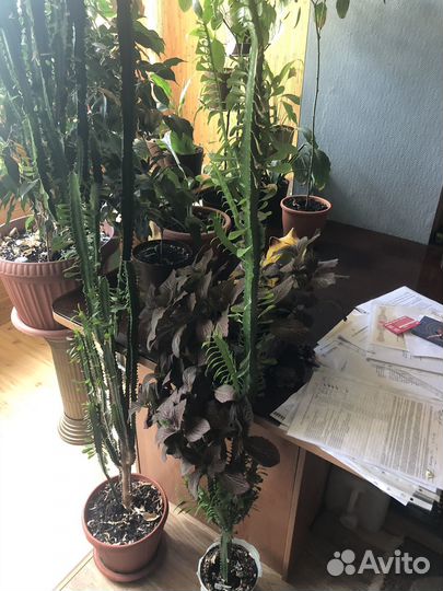 Молочай трехгранный