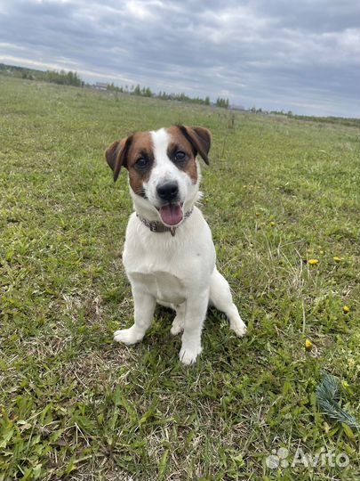 Джек Рассел. Вязка