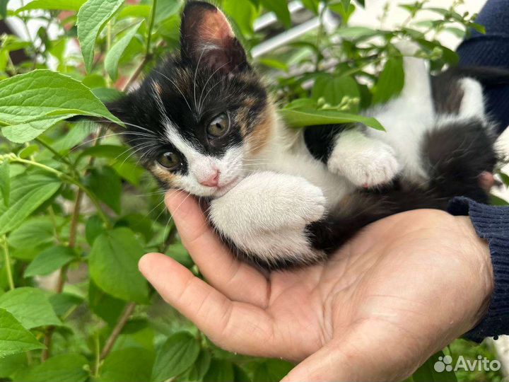 Отдам котёнка бесплатно. Обе Девочки