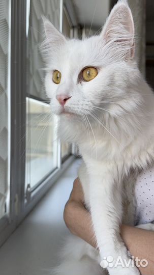 Мейкун кошка