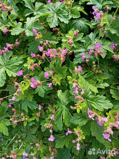 Герань садовая Здравец