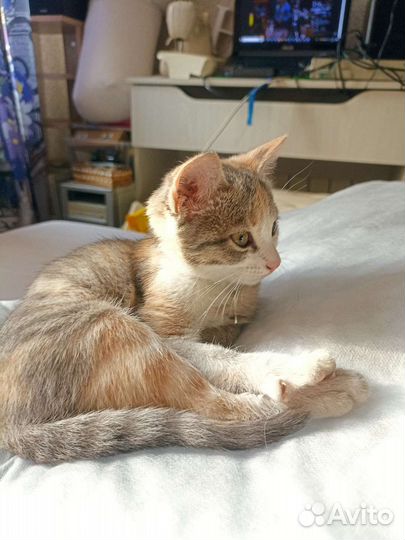 Кошечка трёхцветная и полосатая)