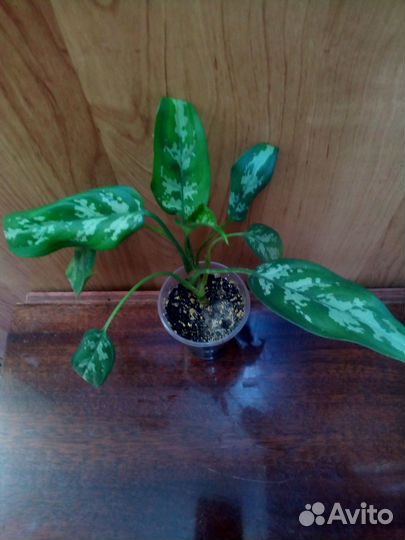 Комнатные цветы