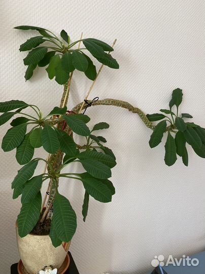 Комнатные цветы молочай